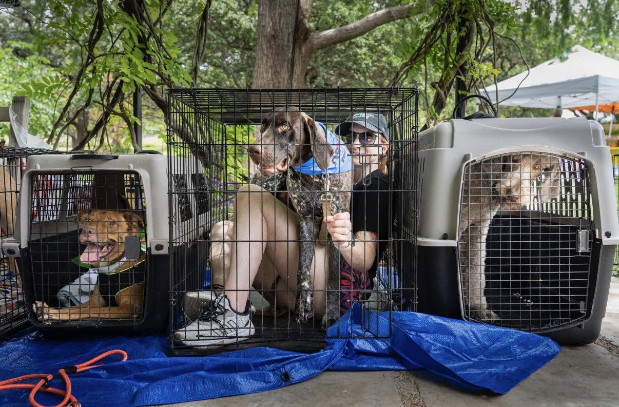 A Paws For Big Hearts volunteer crouched beside crated rescue dogs at an outdoor transport day