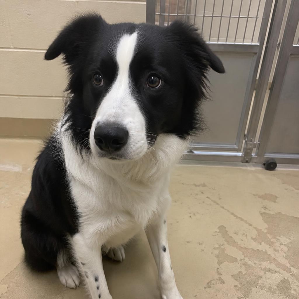 Riverside Park Stray, a black and white border collie mix