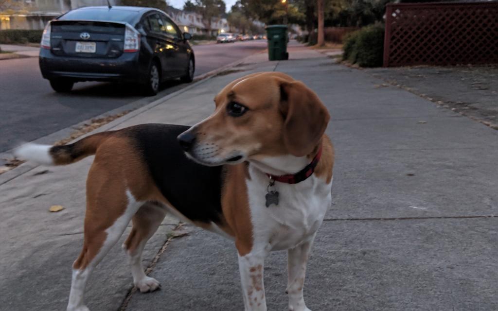 A tricolor beagle mix wearing a red collar, photographed on a suburban sidewalk by someone who found her